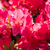 Japanische Azalee 'Little Red' (Rhododendron obtusum 'Little Red') - Rot - winterhart | Bild 1