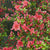 Japanische Azalee Orange (Azalea japonica) - Orange - winterhart | Bild 1