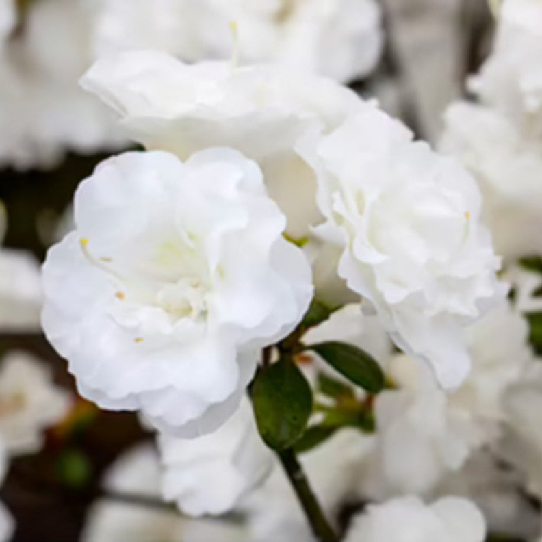 Japanische Azalee 'Schneeperle' (Rhododendron obtusum 'Schneeperle®') - Weiß - winterhart | Bild 1