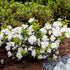 Japanische Azalee 'Schneeperle' (Rhododendron obtusum 'Schneeperle®') - Weiß - winterhart | Bild 3