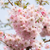 Japanische Blütenkirsche 'Autumnalis Rose' (Prunus serrulata 'Autumnalis Rose') - Rosa - sommergrün - winterhart - bienenfreundlich | Bild 1