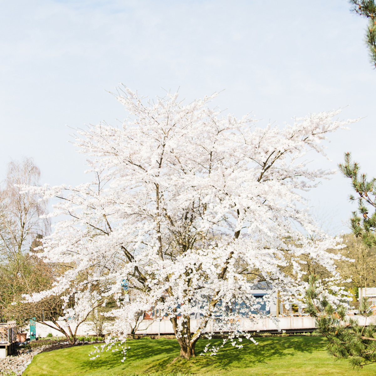 Japanische Blütenkirsche 'Brilliant' (Prunus serrulata 'Brilliant') - Rosa - sommergrün - winterhart | Bild 2
