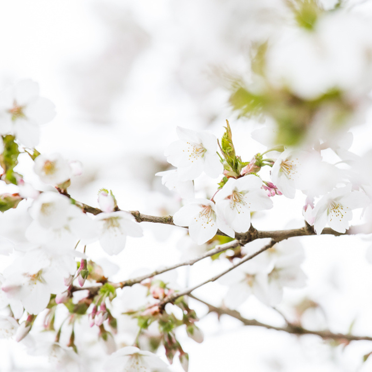 Japanische Blütenkirsche 'Brilliant' (Prunus serrulata 'Brilliant') - Rosa - sommergrün - winterhart | Bild 1