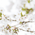 Japanische Blütenkirsche 'Brilliant' (Prunus serrulata 'Brilliant') - Rosa - sommergrün - winterhart | Bild 1