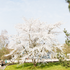 Japanische Blütenkirsche 'Brilliant' (Prunus serrulata 'Brilliant') - Rosa - sommergrün - winterhart | Bild 2