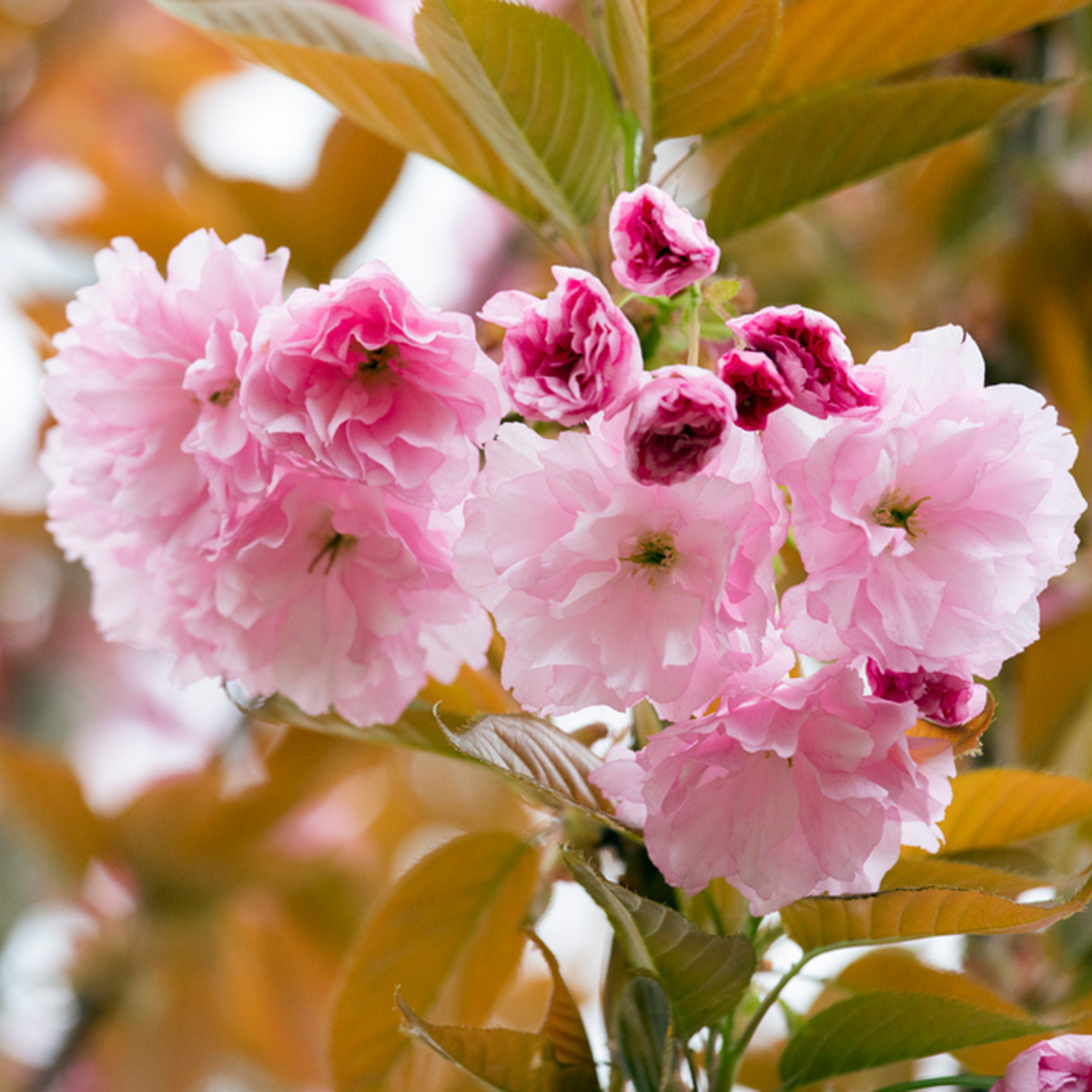 Japanische Blütenkirsche 'Kanzan' (Prunus serrulata 'Kanzan') - Rosa - sommergrün - winterhart | Bild 1
