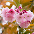 Japanische Blütenkirsche 'Kanzan' (Prunus serrulata 'Kanzan') - Rosa - sommergrün - winterhart | Bild 1