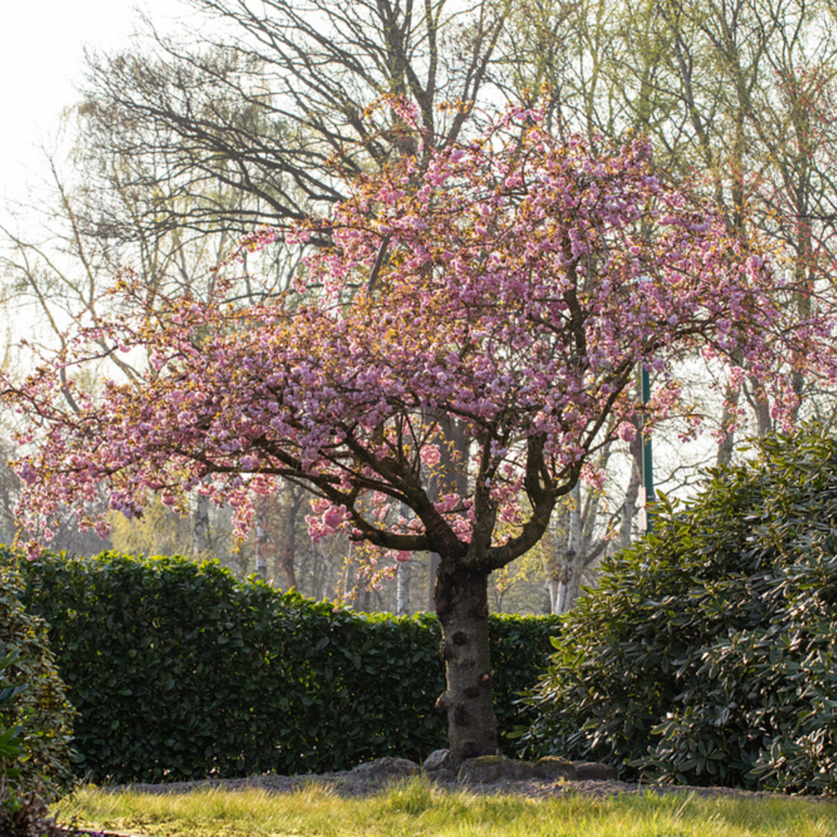 Japanische Blütenkirsche 'Kanzan' (Prunus serrulata 'Kanzan') - Rosa - sommergrün - winterhart | Bild 3