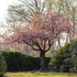 Japanische Blütenkirsche 'Kanzan' (Prunus serrulata 'Kanzan') - Rosa - sommergrün - winterhart | Bild 3