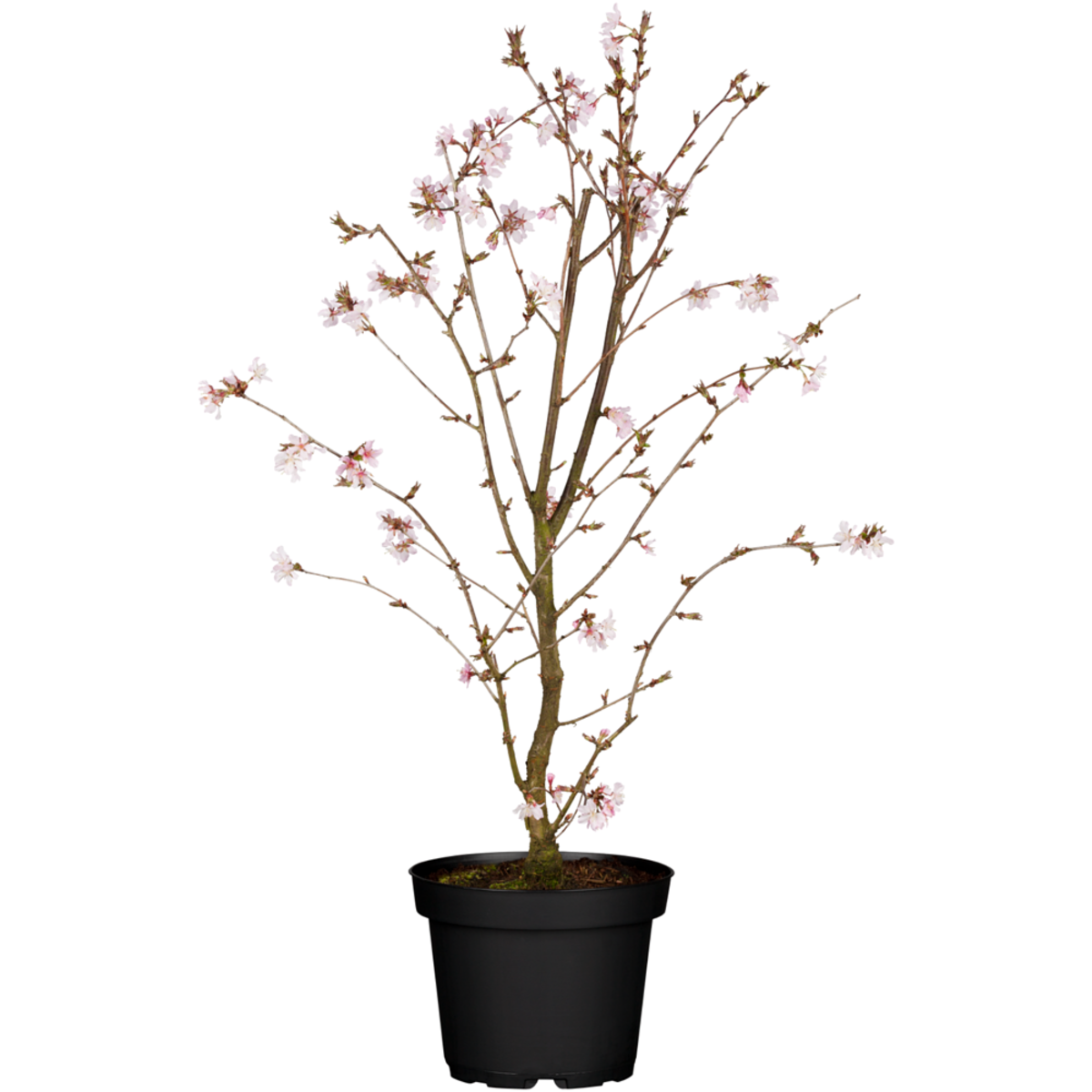 Japanische Blütenkirsche 'Ruby' (Prunus serrulata 'Ruby') - Violett - sommergrün - winterhart | Bild 2