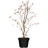 Japanische Blütenkirsche 'Ruby' (Prunus serrulata 'Ruby') - Violett - sommergrün - winterhart | Bild 2