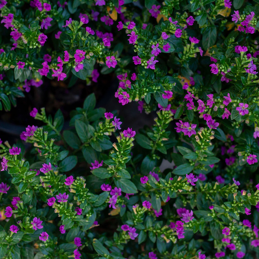 Japanische Myrthe 'Flory Glory' (Cuphea hyssopifolia 'Flory Glory') - Violett - winterhart | Bild 1