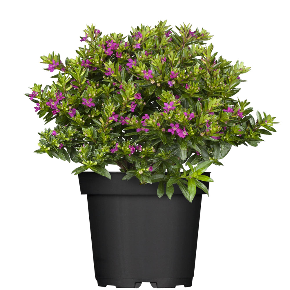 Japanische Myrthe 'Flory Glory' (Cuphea hyssopifolia 'Flory Glory') - Violett - winterhart | Bild 2
