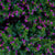 Japanische Myrthe 'Flory Glory' (Cuphea hyssopifolia 'Flory Glory') - Violett - winterhart | Bild 1