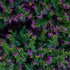Japanische Myrthe 'Flory Glory' (Cuphea hyssopifolia 'Flory Glory') - Violett - winterhart | Bild 1
