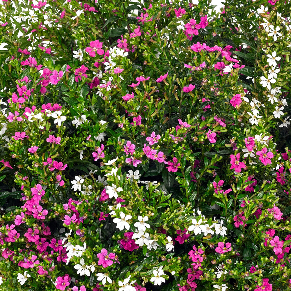 Japanische Myrthe 'Flory Glory Duo' (Cuphea hyssopifolia 'Twin, Flory Glory Duo ') - Violett - winterhart | Bild 1