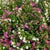 Japanische Myrthe 'Flory Glory Duo' (Cuphea hyssopifolia 'Twin, Flory Glory Duo ') - Violett - winterhart | Bild 1