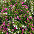 Japanische Myrthe 'Flory Glory Duo' (Cuphea hyssopifolia 'Twin, Flory Glory Duo ') - Violett - winterhart | Bild 1