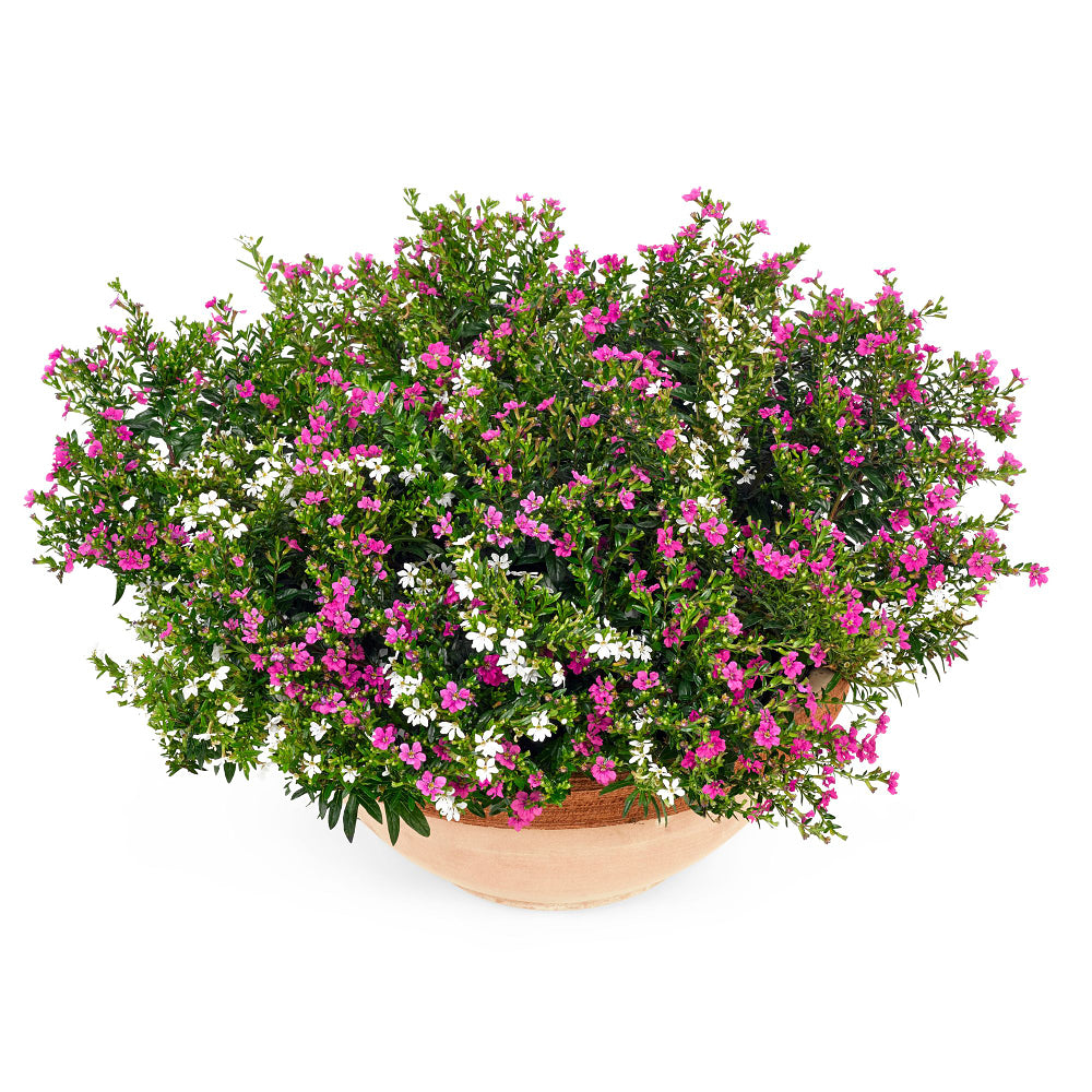 Japanische Myrthe 'Flory Glory Duo' (Cuphea hyssopifolia 'Twin, Flory Glory Duo ') - Violett - winterhart | Bild 2