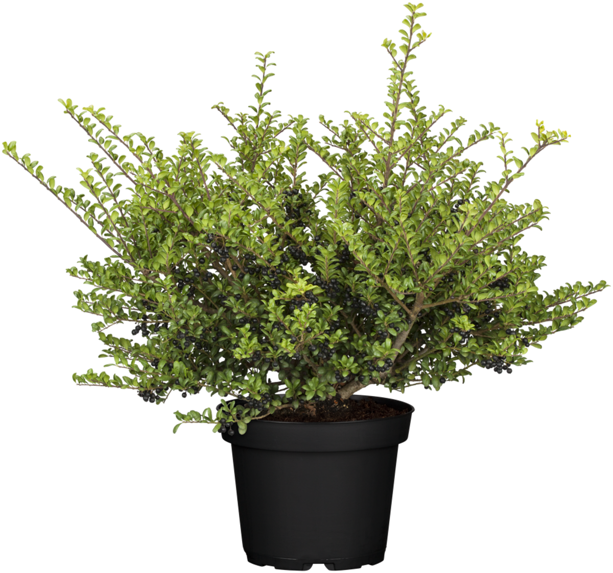 Japanische Stechpalme 'Convexa' (Ilex crenata 'Convexa') - Weiß - immergrün - winterhart | Bild 2