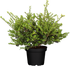Japanische Stechpalme 'Convexa' (Ilex crenata 'Convexa') - Weiß - immergrün - winterhart | Bild 2
