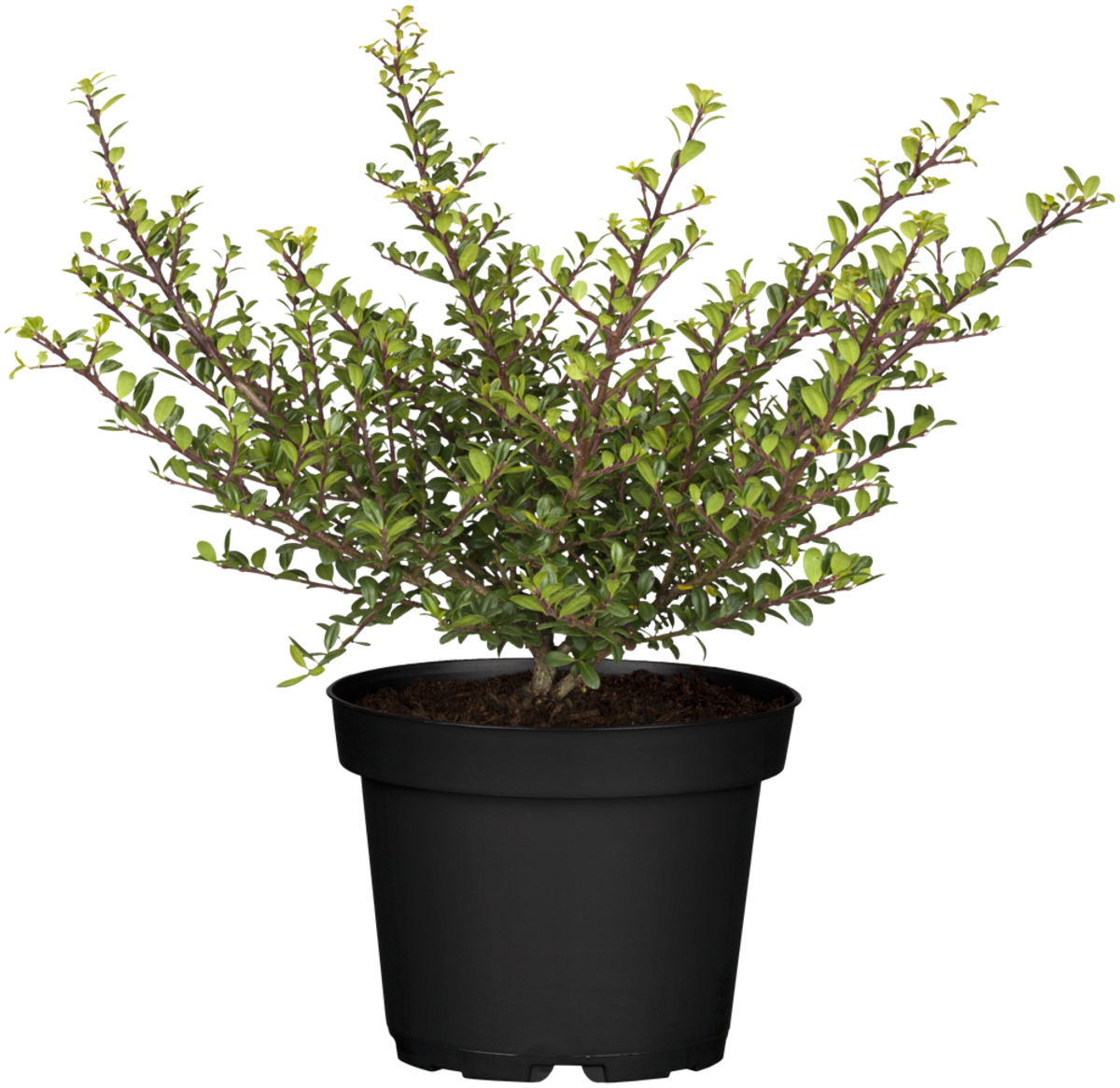 Japanische Stechpalme 'Glory Gem' (Ilex crenata 'Glory Gem') - Weiß - immergrün - winterhart | Bild 2