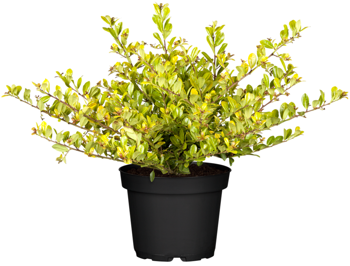 Japanische Stechpalme 'Golden Gem' (Ilex crenata 'Golden Gem') - Weiß - immergrün - winterhart | Bild 2