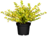 Japanische Stechpalme 'Golden Gem' (Ilex crenata 'Golden Gem') - Weiß - immergrün - winterhart | Bild 2