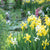 Japanische Sumpfiris (Iris pseudacorus) - Grün - sommergrün - winterhart | Bild 1