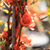 Japanische Zierquitte 'Sargentii' (Chaenomeles japonica 'Sargentii') - Orange - sommergrün - winterhart | Bild 1
