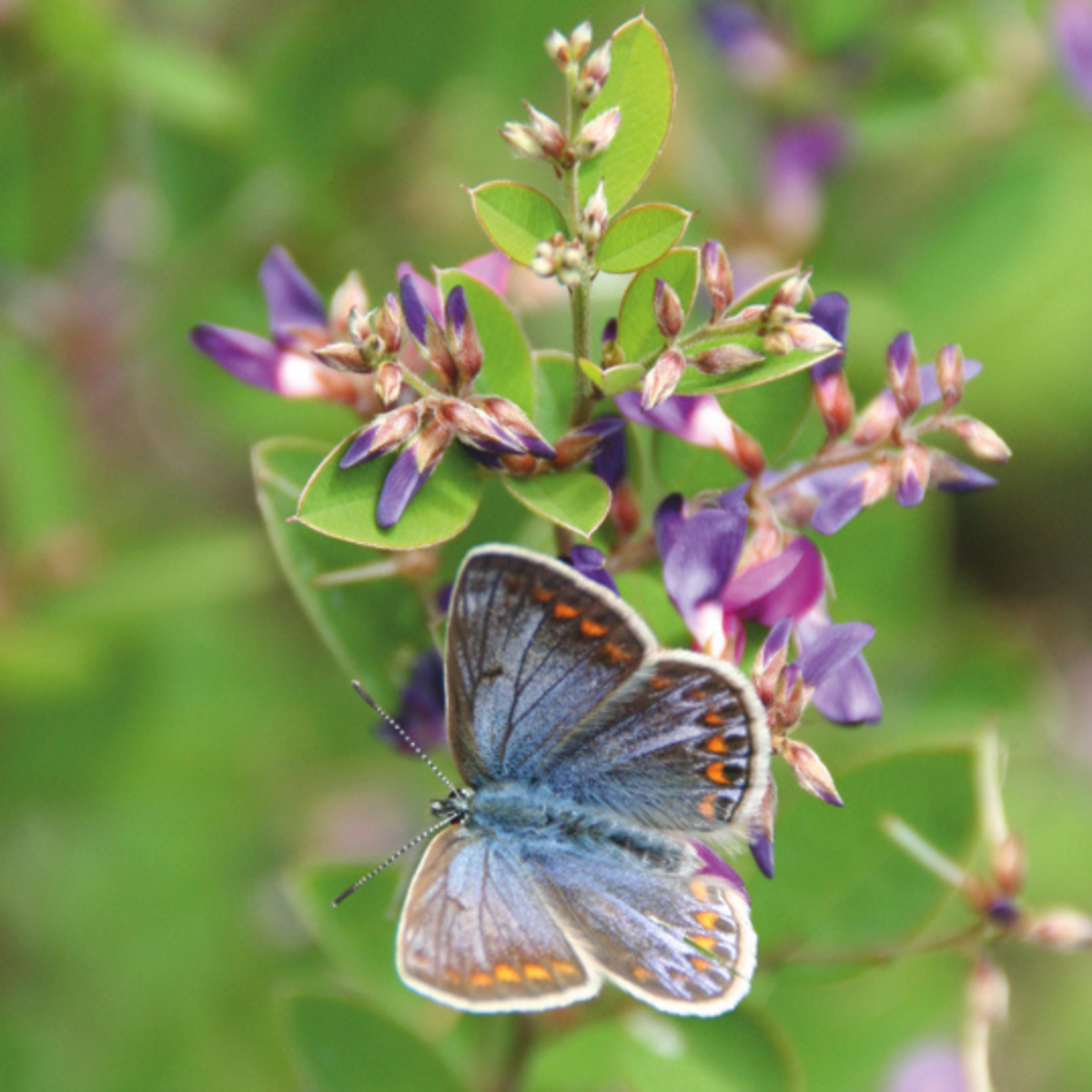 Japanischer Buschklee (Lespedeza buerger 'Lespedeza buergeri') - Violett - sommergrün - winterhart | Bild 1