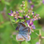 Japanischer Buschklee (Lespedeza buerger 'Lespedeza buergeri') - Violett - sommergrün - winterhart | Bild 1