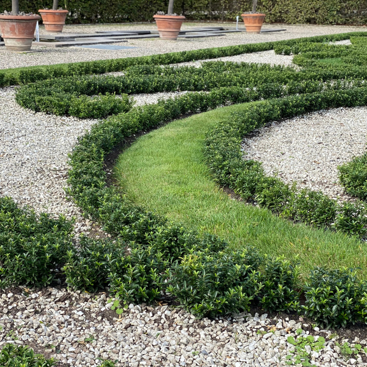 Japanischer Spindelstrauch 'Green Empire®' (Euonymus japonica 'Green Empire®') - Grün - immergrün - winterhart | Bild 1