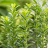 Japanischer Spindelstrauch 'Green Empire®' (Euonymus japonica 'Green Empire®') - Grün - immergrün - winterhart | Bild 2