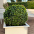 Japanischer Spindelstrauch 'Green Empire®' (Euonymus japonica 'Green Empire®') - Grün - immergrün - winterhart | Bild 3