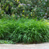 Japanisches Berggras 'Greenhills' - Grün | Bild 1
