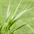 Japanisches Berggras 'Greenhills' - Grün | Bild 3