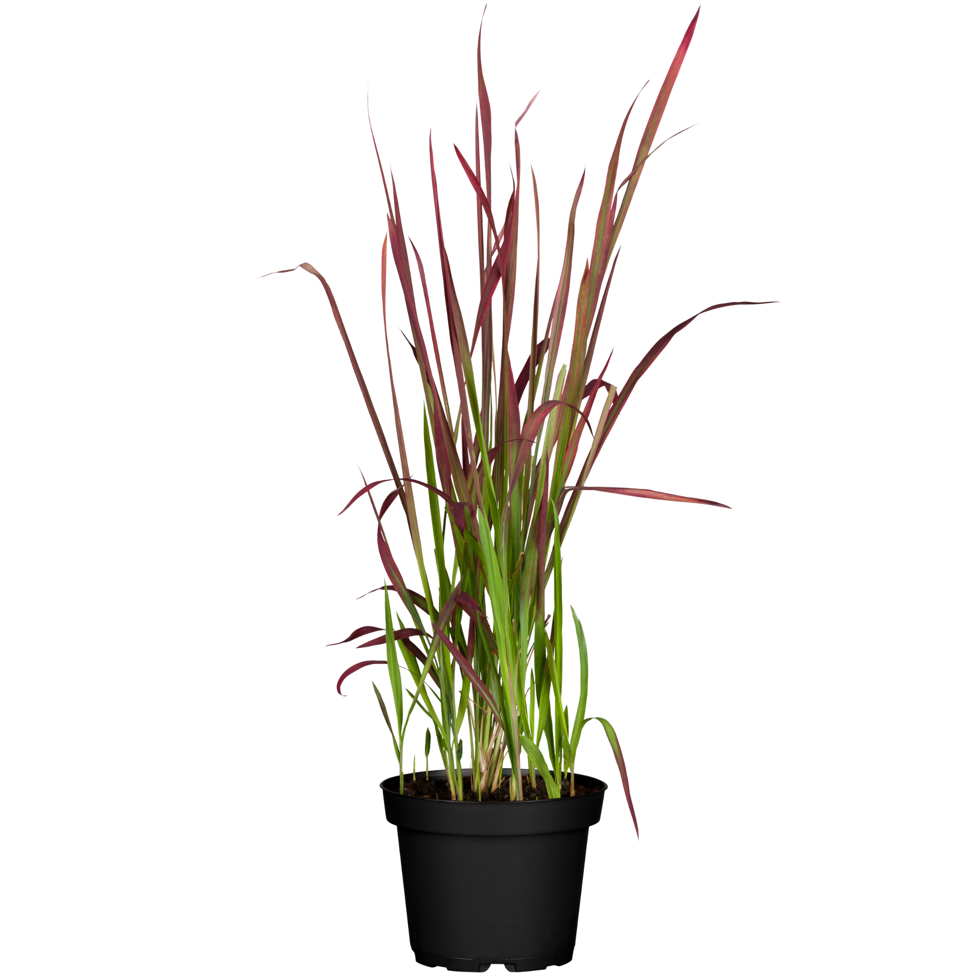 Japanisches Blutgras 'Red Baron' (Imperata cylindrica 'Red Baron') - Rot - winterhart | Bild 1