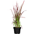 Japanisches Blutgras 'Red Baron' (Imperata cylindrica 'Red Baron') - Rot - winterhart | Bild 1