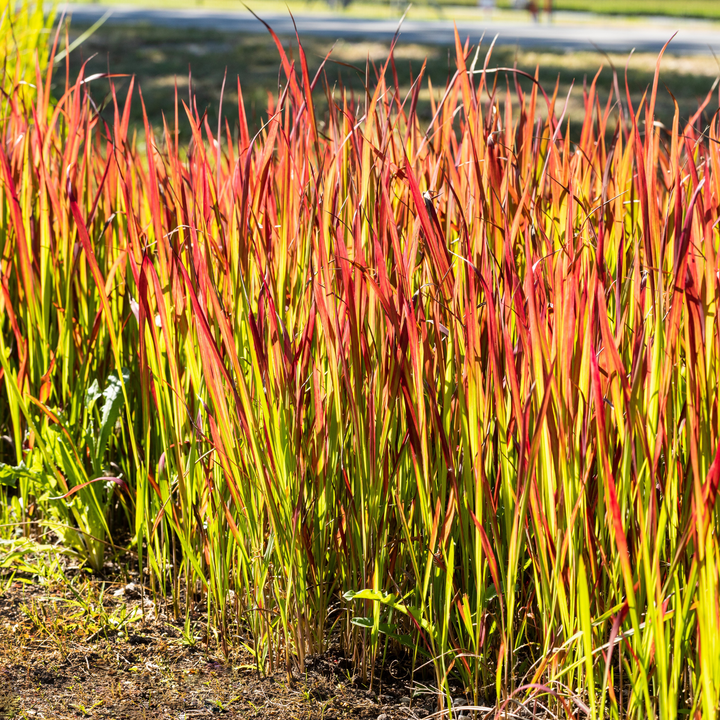 Japanisches Blutgras 'Red Baron' (Imperata cylindrica 'Red Baron') - Rot - winterhart | Bild 3