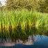 Kalamus (Acorus calamus) - Grün - sommergrün - winterhart | Bild 1