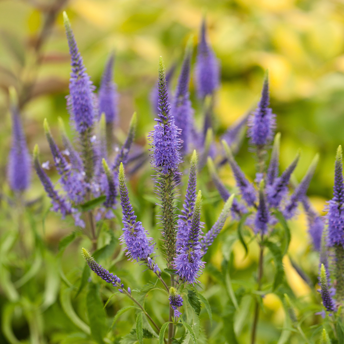 Kandelaber-Garten-Ehrenpreis 'Fascination violett' (Veronicastrum virginicum 'Fascination violett') - Violett - winterhart | Bild 1