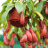 Kannenpflanze Ampel (Nepenthes) - Grün - immergrün - winterhart | Bild 1