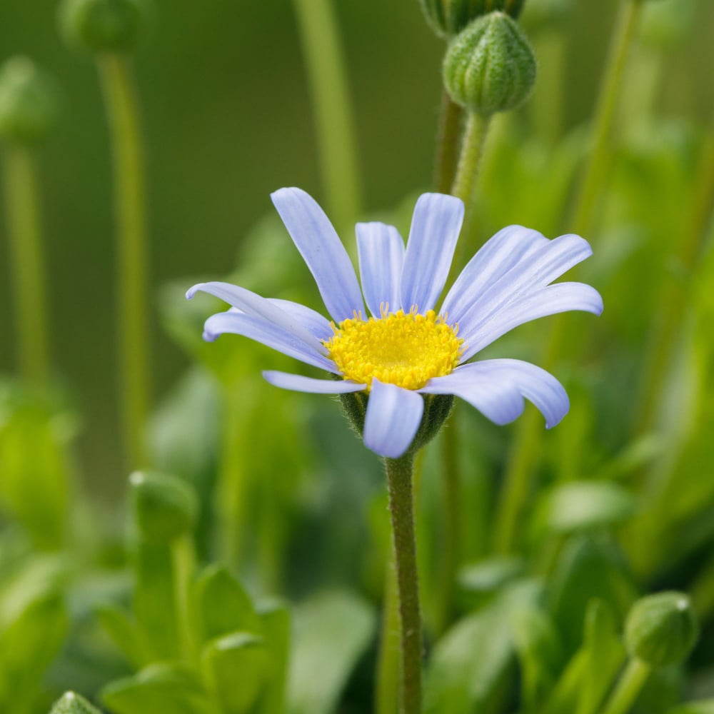 Kapaster (Felicia  amelloides) - Blau | Bild 1