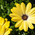 Kapkörbchen (Osteospermum ecklonis) - Gelb - immergrün - winterhart | Bild 1