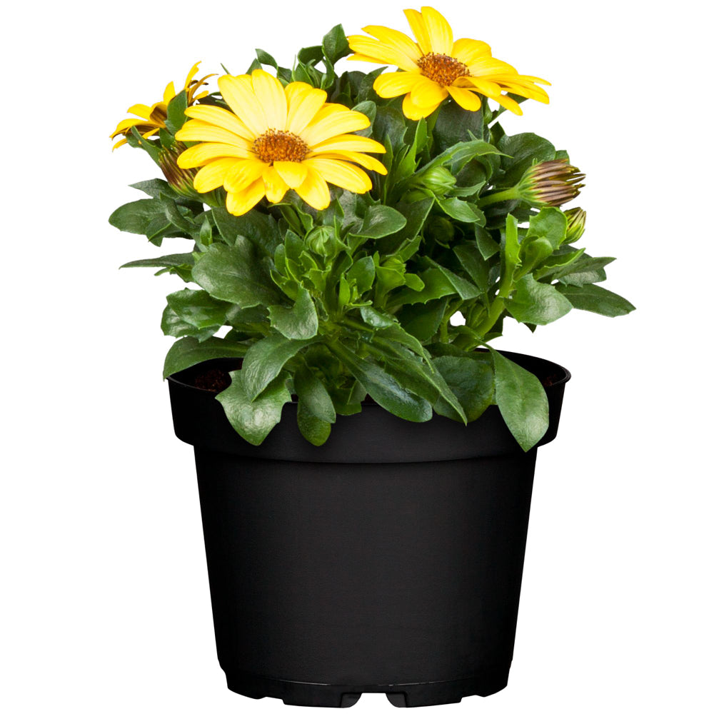 Kapkörbchen (Osteospermum ecklonis) - Gelb - immergrün - winterhart | Bild 2