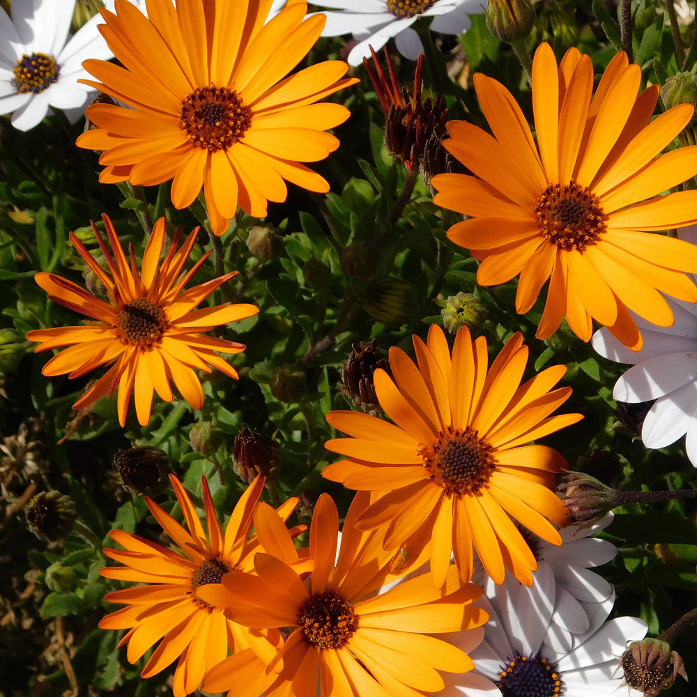 Kapkörbchen (Osteospermum ecklonis) - Orange - immergrün - winterhart | Bild 1