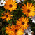 Kapkörbchen (Osteospermum ecklonis) - Orange - immergrün - winterhart | Bild 1