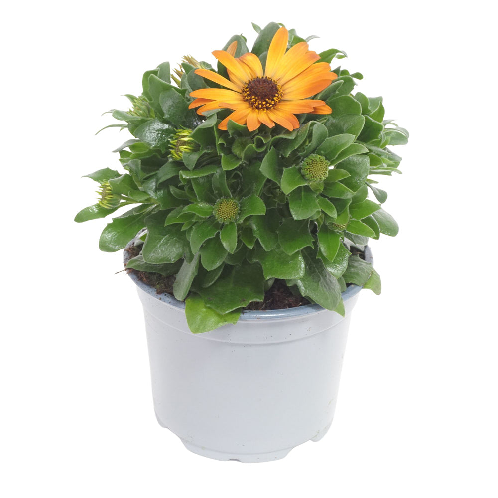 Kapkörbchen (Osteospermum ecklonis) - Orange - immergrün - winterhart | Bild 2