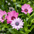 Kapkörbchen (Osteospermum ecklonis) - Rosa - immergrün - winterhart | Bild 1